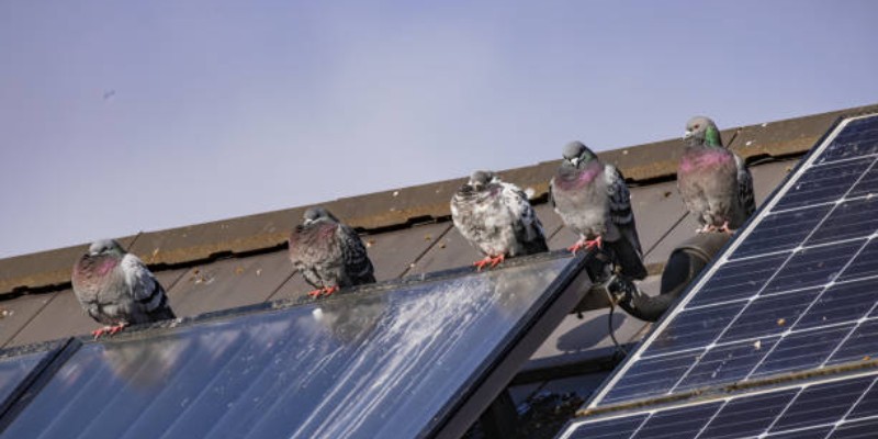 Common Solar Installation Mistakes Homeowners Make That Cost More Over Time